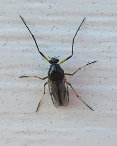 Clinotanypus pinguis thumbnail 4