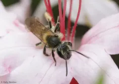 Azalea Mining Bee thumbnail 2