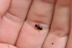 Notiophilus biguttatus thumbnail 2