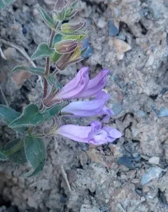 Mountain Penstemon thumbnail 4