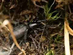 Zelotes puritanus thumbnail 2