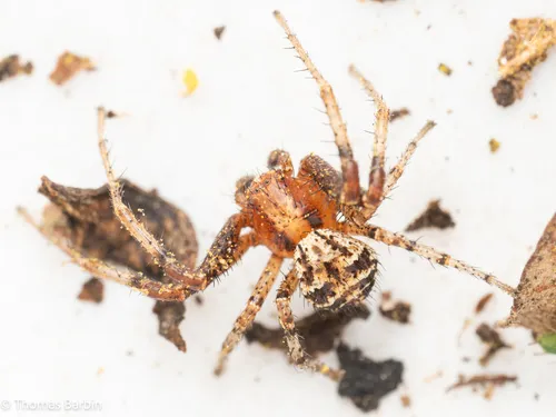 Xysticus gosiutus