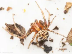 Xysticus gosiutus thumbnail 1