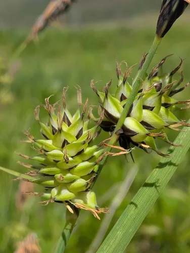 Indian Valley sedge