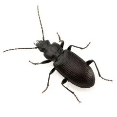 Diplous aterrimus thumbnail 4