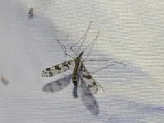 Protanyderus margarita thumbnail 2