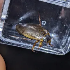 Colymbetes densus thumbnail 3