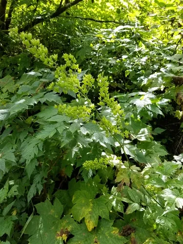 Mount Hood baneberry