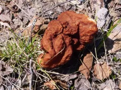 Gyromitra venenata thumbnail 4