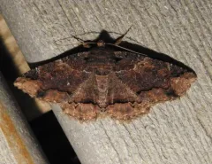 Clandestine Zale Moth thumbnail 2