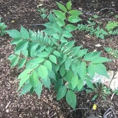 Amur Corktree thumbnail 2