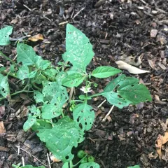 eastern black nightshade thumbnail 2