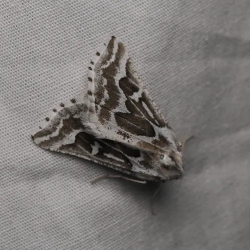 Sagebrush Girdle Moth