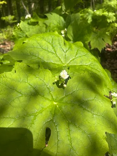Umbrella-leaf