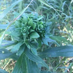 Goldenrod Brussels Sprout Gall Fly thumbnail 2