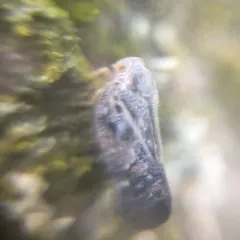 Citrus Flatid Planthopper thumbnail 3