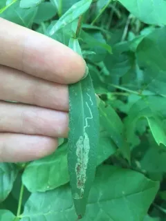 Ophiomyia carolinensis thumbnail 2