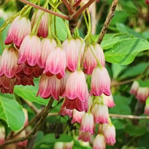 campanulate enkianthus