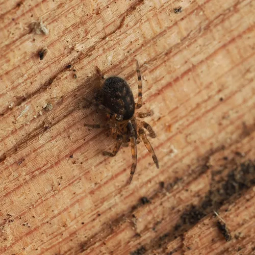 Cryphoeca exlineae