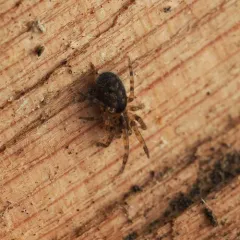 Cryphoeca exlineae thumbnail 1