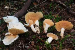 Hygrophorus saxatilis thumbnail 4