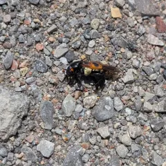 Margined Burying Beetle thumbnail 1