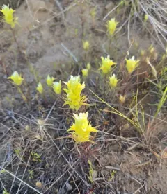 Grand Coulee Owl's-clover thumbnail 3