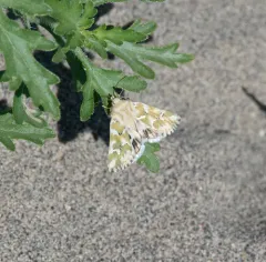 Mead's Flower Moth thumbnail 4