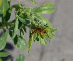 Western Red-tailed Spider Wasp thumbnail 3