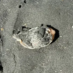 Striped Nudibranch thumbnail 4