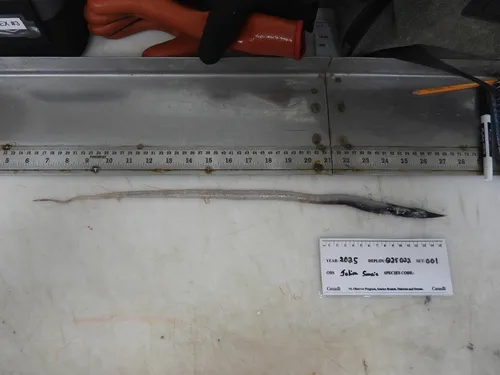 Stout Sawpalate
