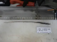 Stout Sawpalate thumbnail 1