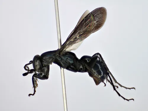 Aporus luxus