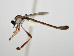 Leptogaster arida thumbnail 2