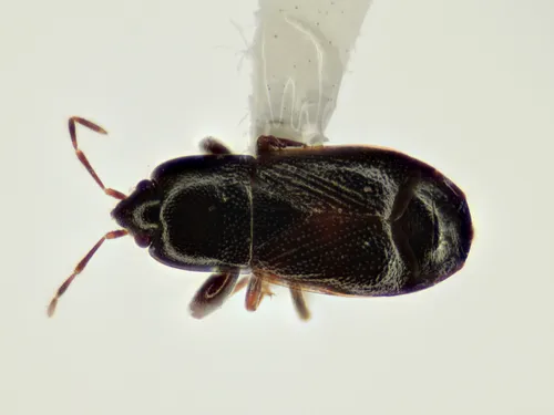 glossy groundbug