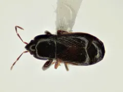 glossy groundbug thumbnail 1