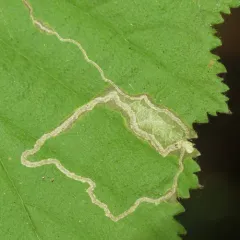 Hazel Leafminer Moth thumbnail 4