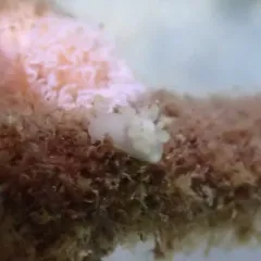 Humped Ancula Sea Slug thumbnail 4