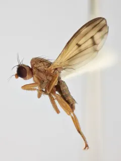 Opomyza petrei thumbnail 1
