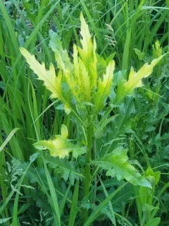 Didymella macrostoma thumbnail 3