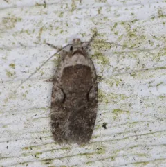 Curved-lined Agonopterix Moth thumbnail 4