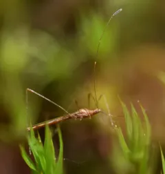 Jalysus spinosus thumbnail 4