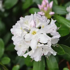 great rhododendron thumbnail 4