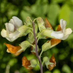 Thin-Leaved Peavine thumbnail 4