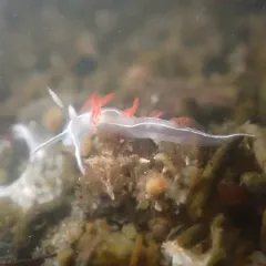 Three-lined Aeolid thumbnail 3