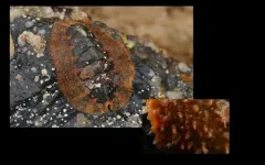 Ferreira's Chiton thumbnail 3