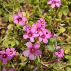 pink-sorrel thumbnail 4