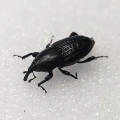 Rocky Mountain Billbug thumbnail 4