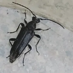 Downy Long-horned Beetle thumbnail 4
