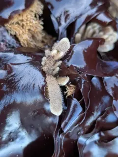 leather bryozoan thumbnail 3